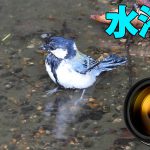 シジュウカラ 水浴び 飛来 兵庫県 明石市 2018/09 野鳥 撮影
